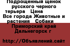 Подрощенный щенок русского черного терьера › Цена ­ 35 000 - Все города Животные и растения » Собаки   . Приморский край,Дальнегорск г.